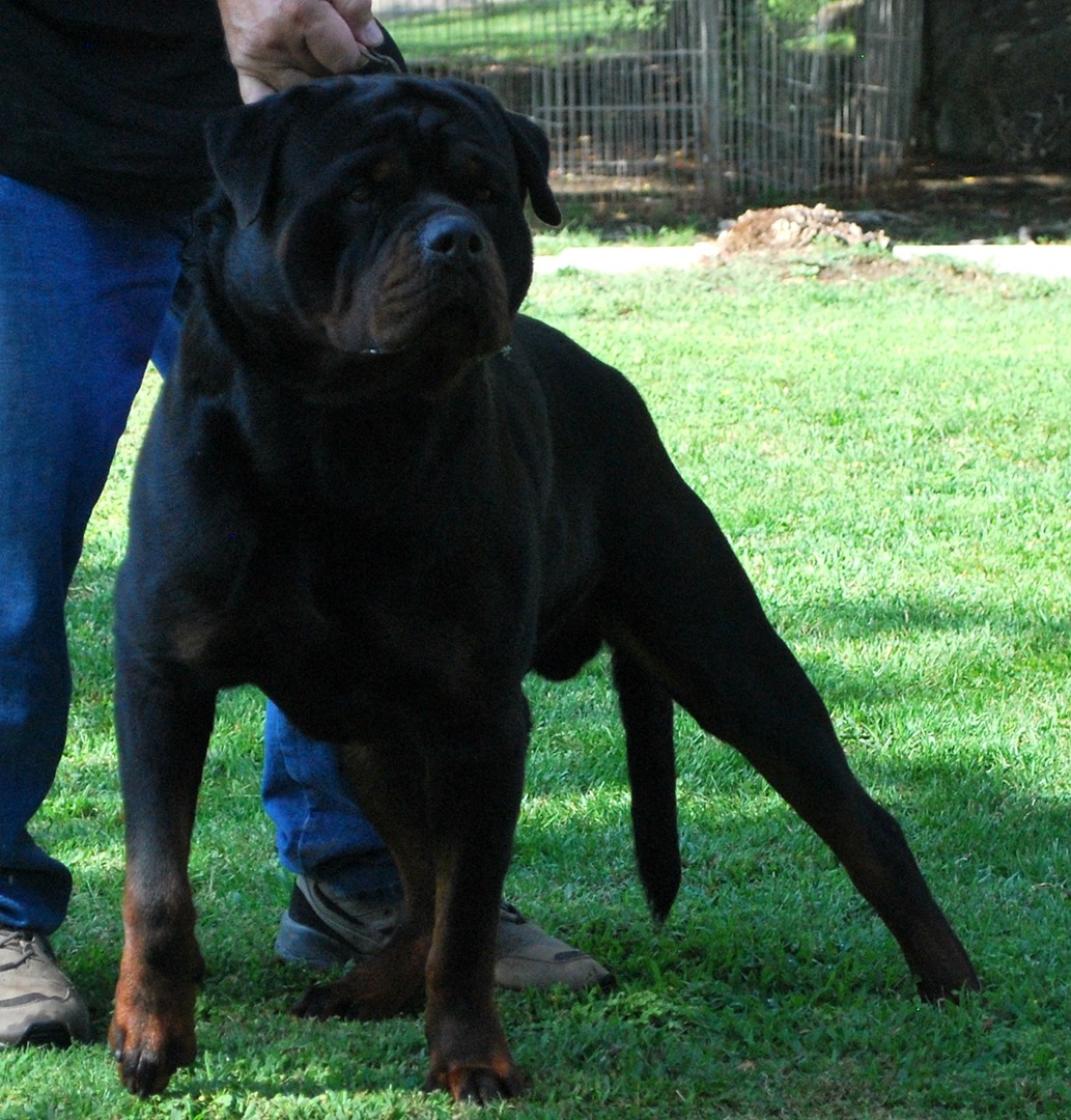 Von best sale ruelmann rottweilers