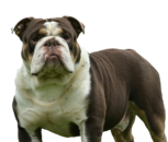 Chocolate Tri olde English bulldog stud bulldog express