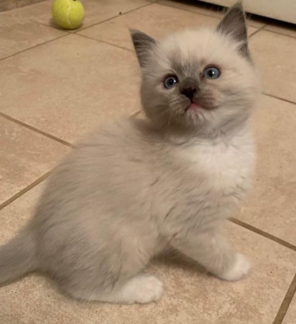 Ragdoll Kittens for sale