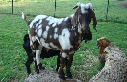 black boer goats for sale