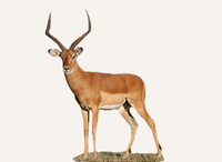 Hunting Impala Botswana