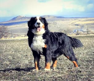 MIllie Bernese Dog