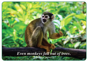 Monkey Diversity Card