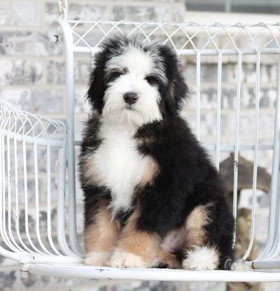 Trained bernedoodle puppies