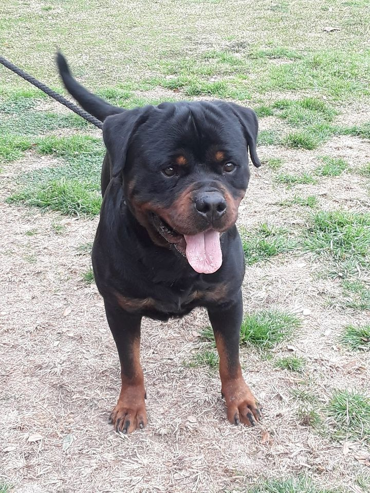 son rottweilers excavadoras