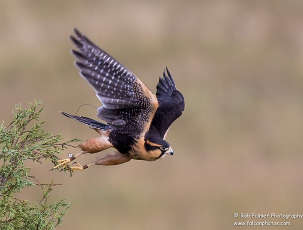 FALK spalo FA アラバマ Aplomado Falcons - Falcons of Steel