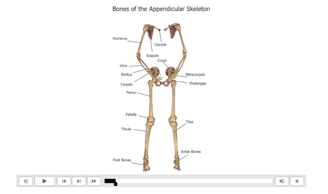 Appendicular Skeleton  Learn Skeleton Anatomy