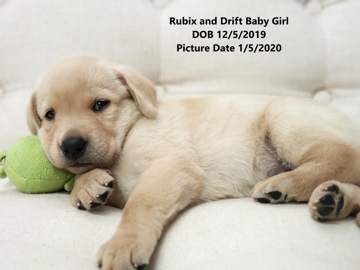 Lab Puppies For Sale Chicago Lab Puppy Chicago