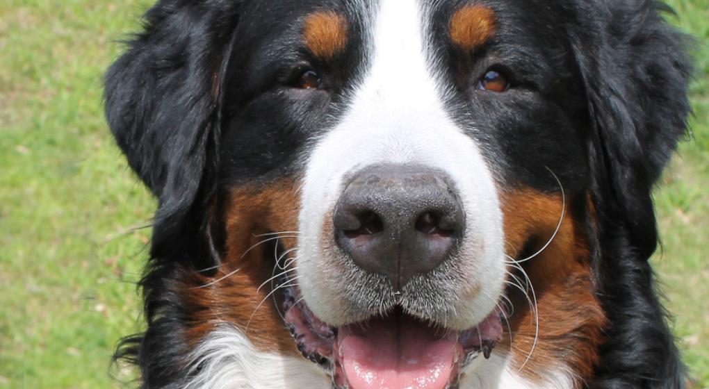 Bernese store for adoption