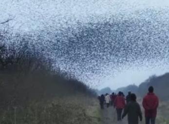 Watch: The Magical Starlings Murmurations