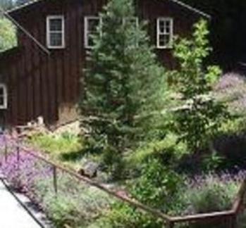 Gold Bug Park Garden Project Placerville California Community Pride Volunteers