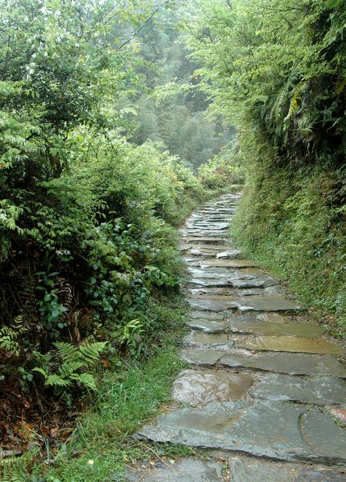 Stone path through vegetation