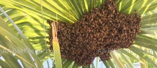 Bee Removal Coto De Caza