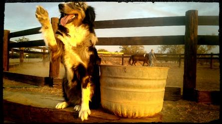Best family dogs