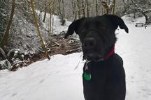 German Shepard Labrador cross Dog Walker Prestwich