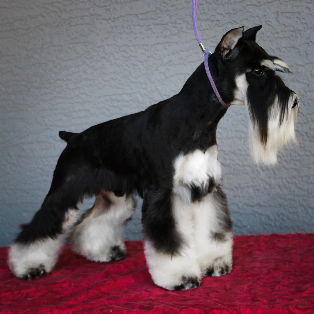 Phantom store miniature schnauzer