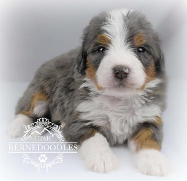 Mini bernedoodle hot sale merle