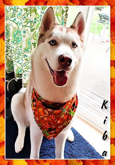 Discount Mobile Dog Grooming Puyallup, Tacoma, Auburn &amp; Beyond