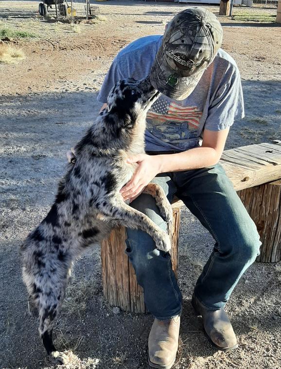 Blue eyed dogs