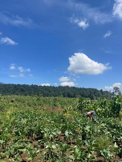 A picture from the delegations’ visit to an active Plantation Establishment and Livelihoods Improvement Scheme (PELIS) site at Kereita forest