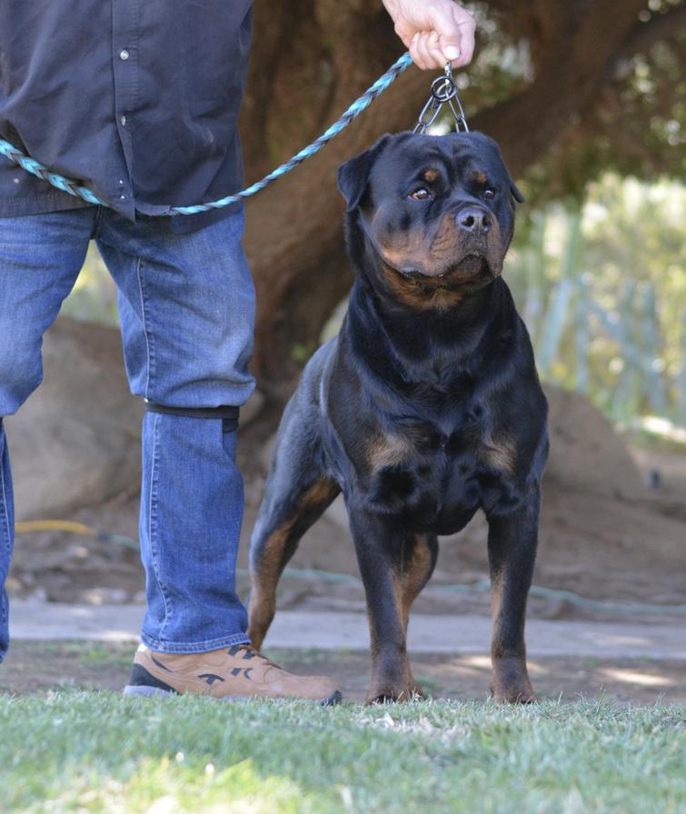 Von sales ruelmann rottweilers