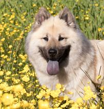 Edelweiss Eurasiers, Eurasier, Eurasier Breeed, Eurasier Puppy, Eurasier Puppies, Eurasier pup, Pacific Coast Kennel, Eurasier dog, Pet, dog, puppy, pup, Eurasier Breeder, Eurasier pups available, Eurasier dog