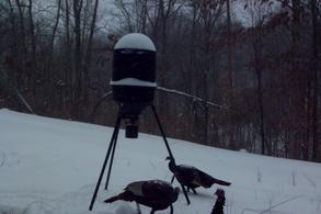 Kentucky turkey hunting