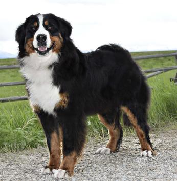 Utah Bernedoodles Bernese Girls