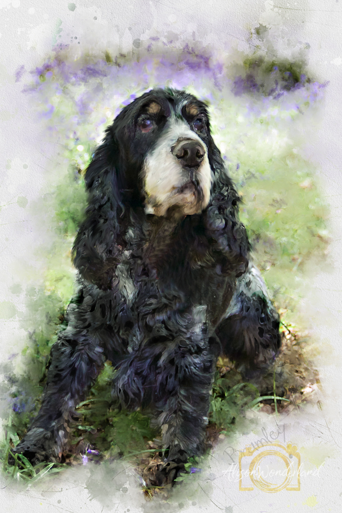 Painting of Cocker Spaniel - Bramley