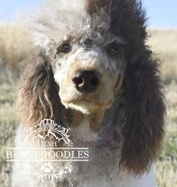 Chuck Mini Poodle - Utah Bernedoodles
