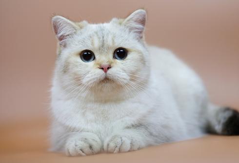 British Shorthair Longhair Cats Kittens