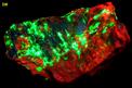 fluorescent CALCITE, WILLEMITE, SUSSEXITE, FRANKLINITE, SPHALERITE, ZINCITE - Sterling Mine, Sterling Hill, Ogdensburg, Franklin Mining District, Sussex County, New Jersey, USA - type locality