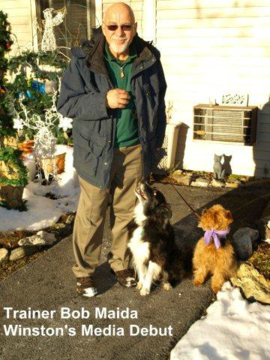 Bob with Welsh Carrier and a Border Collie