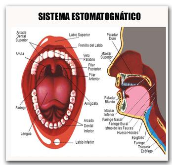 Sistema Estogmatognático / mandíbula / Dr. Learreta