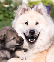 Edelweiss Eurasiers, Eurasier, Eurasier Breeed, Eurasier Puppy, Eurasier Puppies, Eurasier pup, Pacific Coast Kennel, Eurasier dog, Pet, dog, puppy, pup, Eurasier Breeder, Eurasier pups available, Eurasier dog