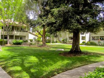 Lawn of the complex. Lush trees, lawn and a bench.