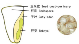 white maize grains from Africa