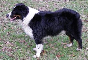 Nature Coast Aussies - Tucker