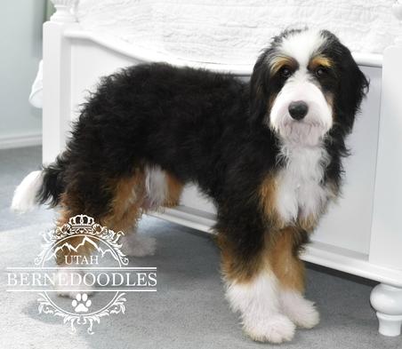 Mini tri hot sale color bernedoodle