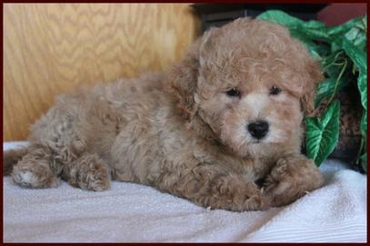 dark apricot poochon puppy