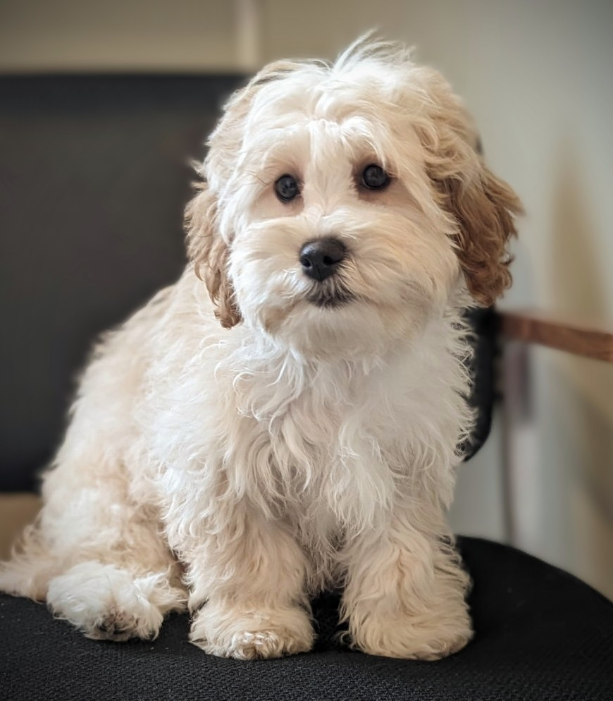 Rolling Meadows Puppies Shichon Poo teddy bear poo daisy dog puppy adoption adopt a puppy available puppies puppies for sale