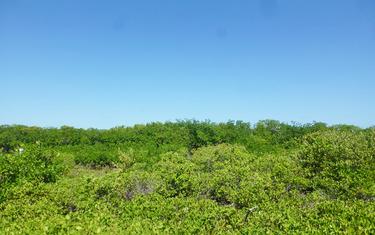 Mangrove Lot on North Caye Caulker