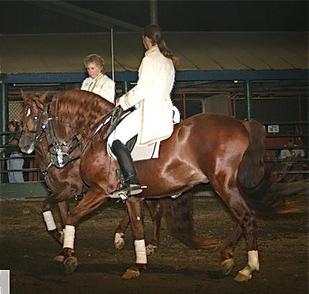 Man riding one of our dancing horses in Ponoka, AB