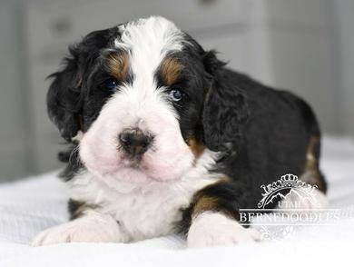 Tri color Bernedoodles puppies sleeping