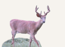 Hunting Deer Vermont