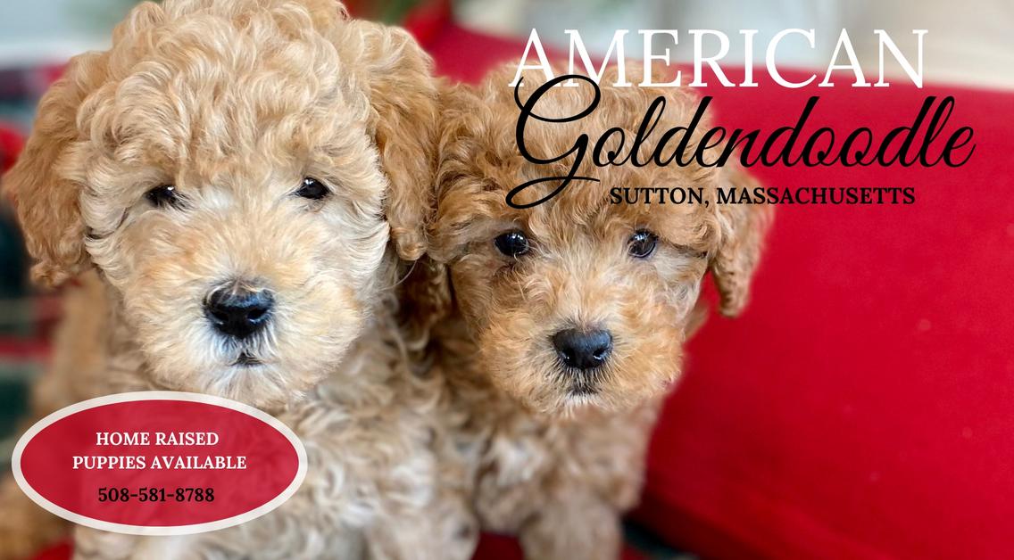 Is Greenfield Puppies Puppy Mill