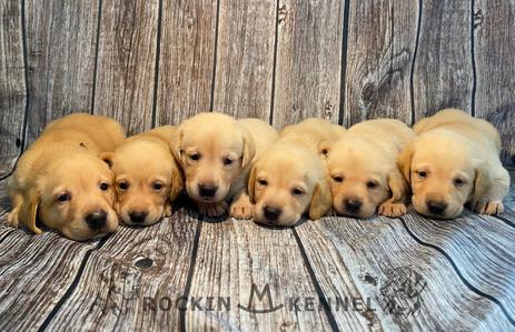 Puppies for sale