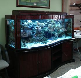 fish tank in Milwaukee office