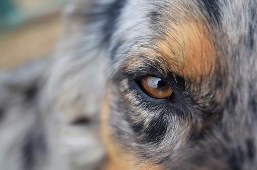 Brown eyed Australian shepherds