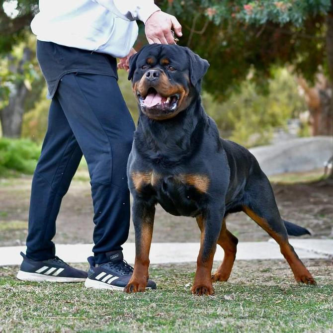 Akc rottweiler clearance